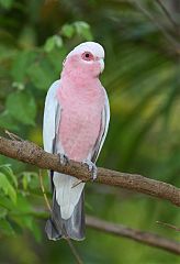 Galah